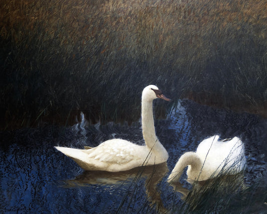 Swans in Reeds | Bruno Liljefors | 1907