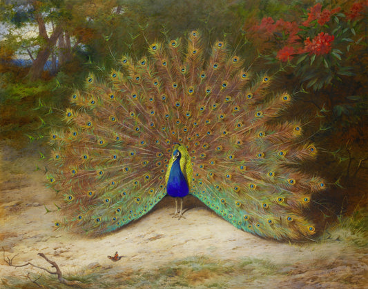 Peacock and Butterfly | Archibald Thorburn | 1917