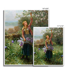 Load image into Gallery viewer, Picking Blossoms | Daniel Ridgway Knight | 1902
