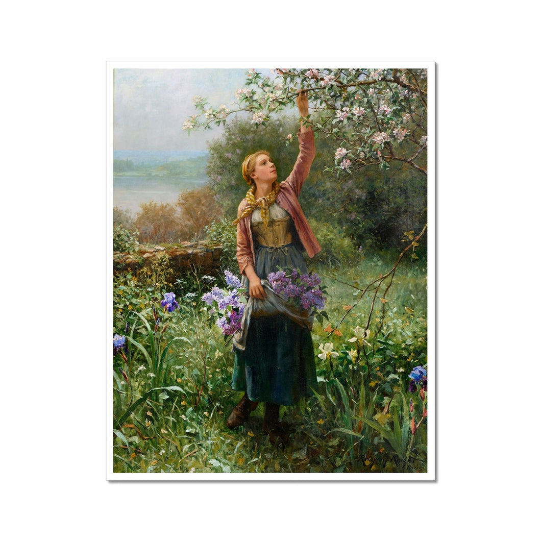 Picking Blossoms | Daniel Ridgway Knight | 1902