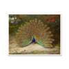 Peacock and Butterfly | Archibald Thorburn | 1917